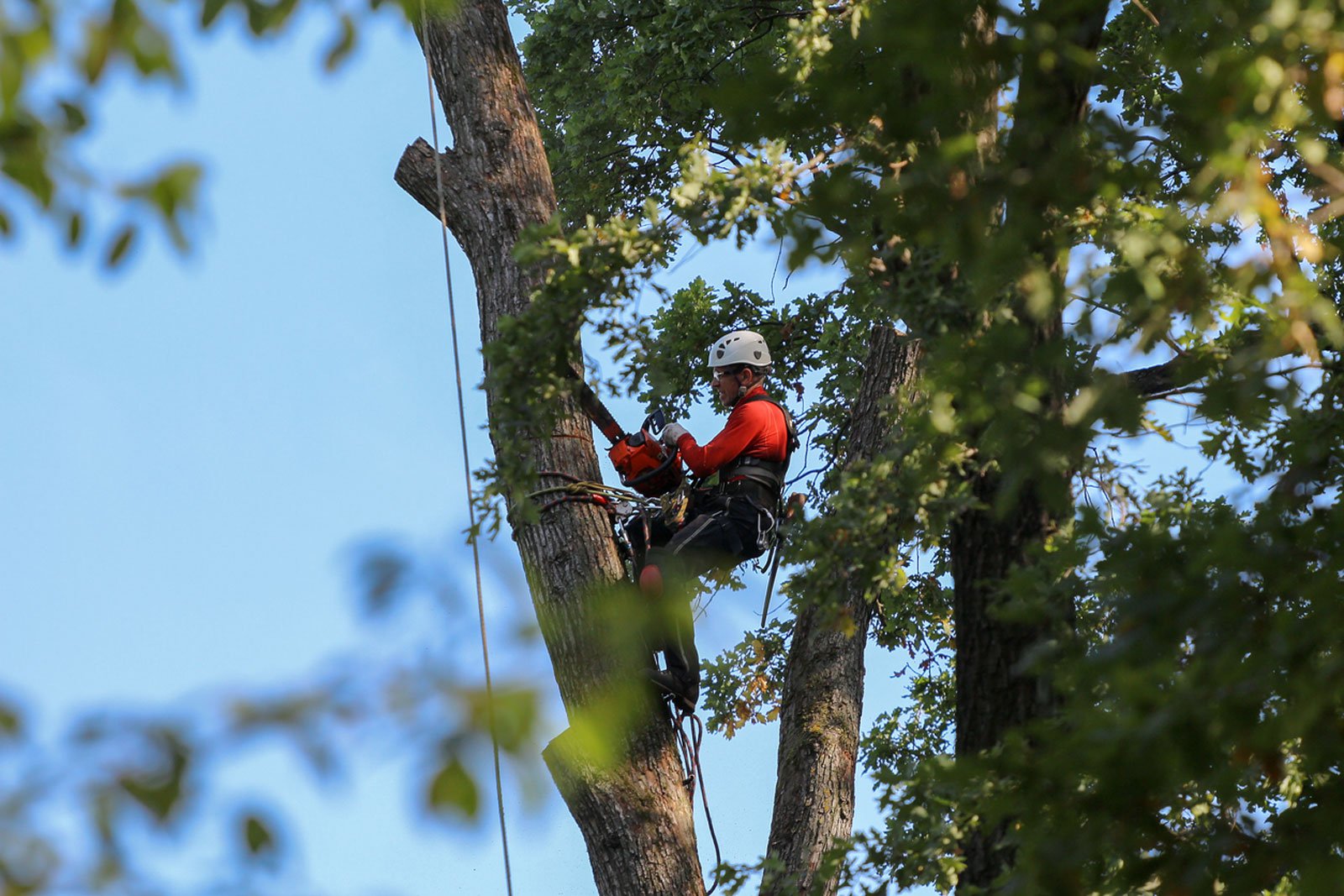 Professional Tree Removal Service in Jackson MI for Safe and Fast Solutions