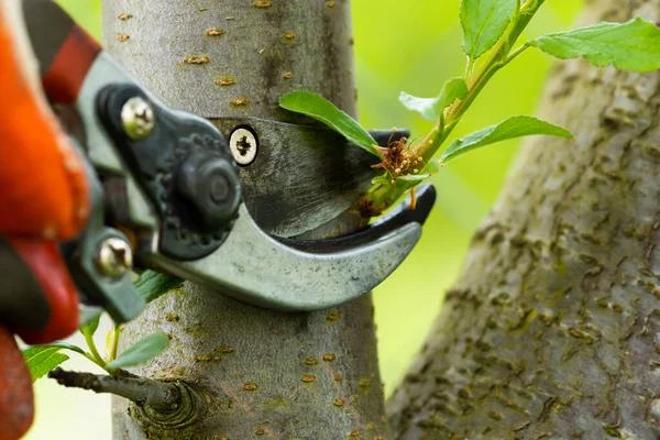 Tree Care Enterprises Professional Tree Care and Maintenance Services