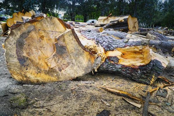 Quality Tree Removal in Adrian, Michigan with Certified Arborists