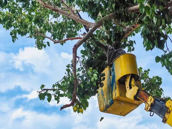 Local Tree Service South Lake Tahoe for Safe Tree Pruning