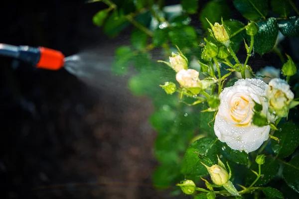 Complete Lawn Care Services for a Beautiful Outdoor Space