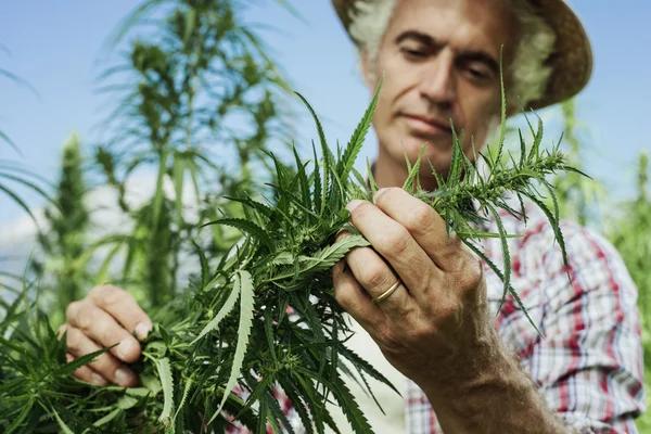 How Product Comparison Helps Hemp Buyers Shop Smarter
